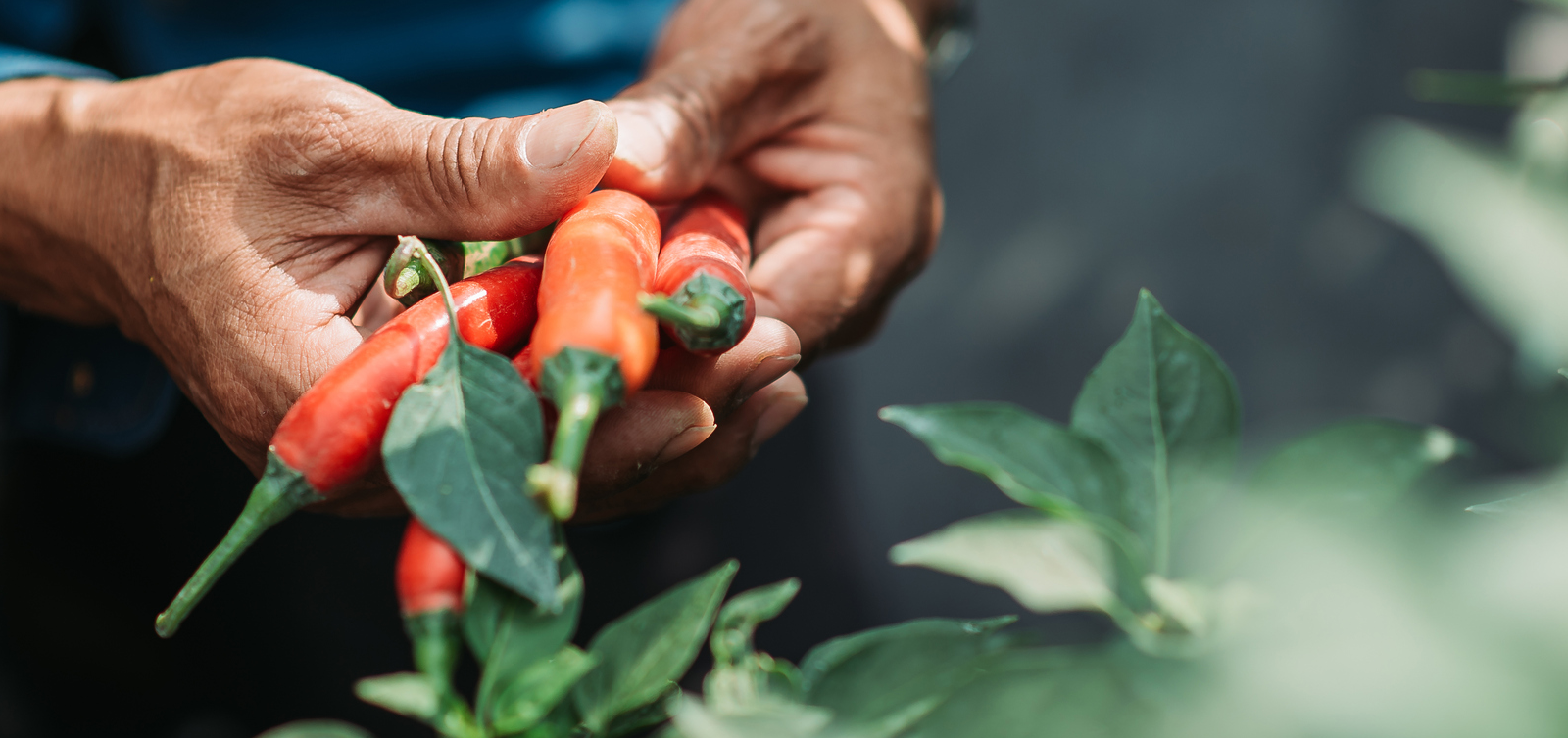 Man holds peppers in his hands